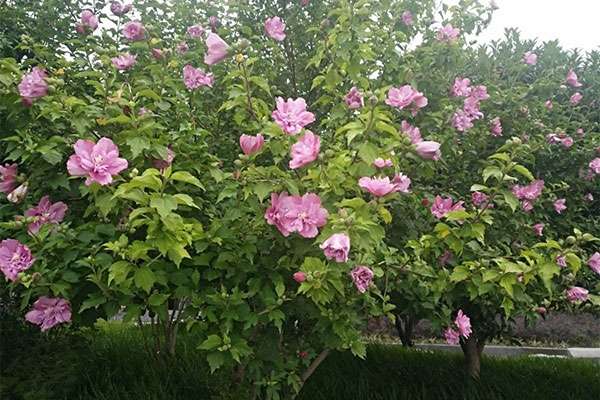 木槿花8.jpg