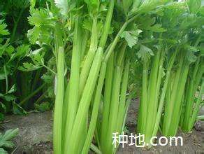 温室种芹菜怎么样能高产？