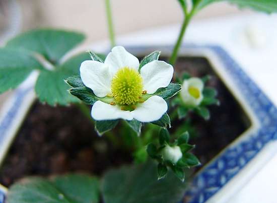 盆栽草莓 盆栽草莓