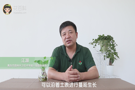 可以沿着土表进行蔓延生长 可以沿着土表进行蔓延生长