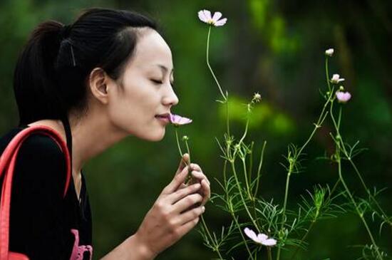 紫色的花有哪些及花名,美女樱紫色壮观暖心花期最长