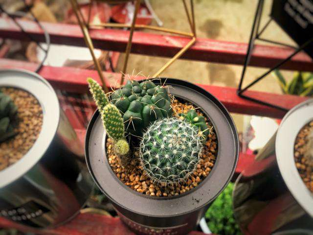 多肉植物 多肉植物