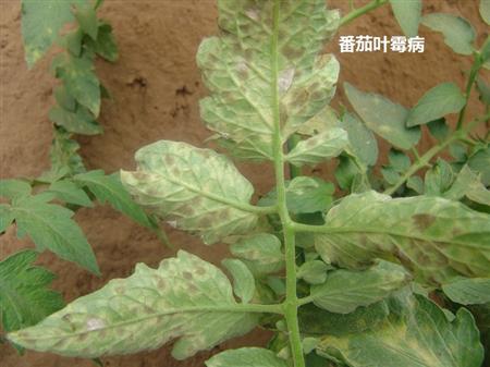 番茄种植技术
