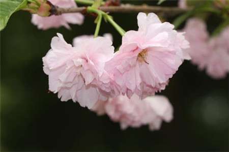 樱花 樱花