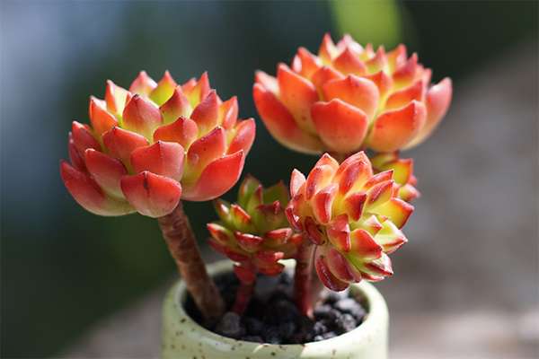多肉植物怎么养成老桩 多肉植物怎么养成老桩