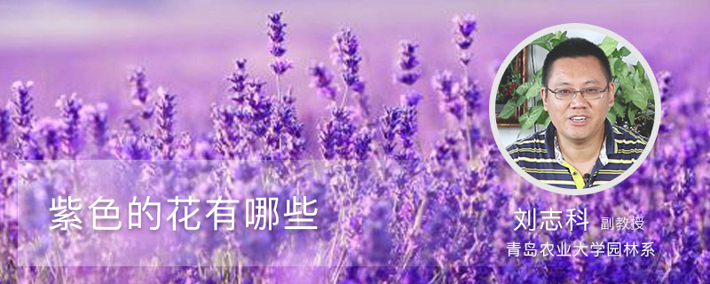 紫色的花有哪些 紫色的花有哪些