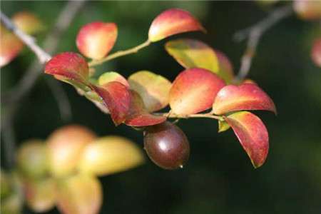 小果柿 小果柿