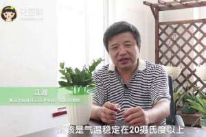 金钱树怎么扦插