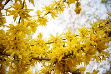 迎春花枝条 迎春花枝条