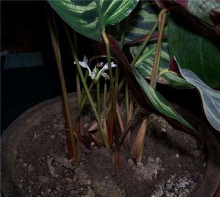 孔雀竹芋开花 孔雀竹芋开花