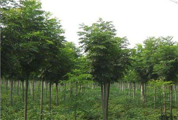 栾树的选种育苗技术