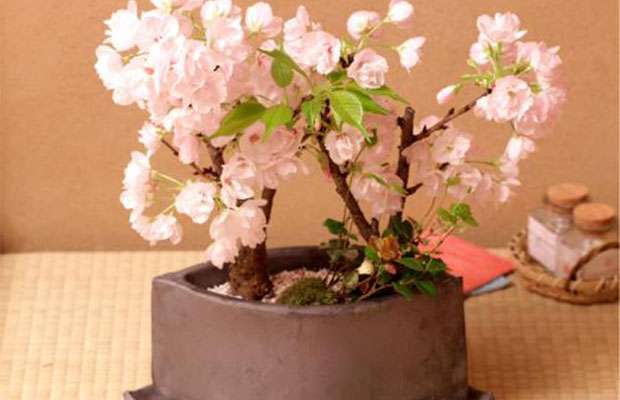 樱花大盆栽.jpg