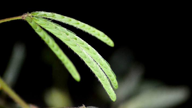 含羞草种子怎么种植 含羞草种子怎么种植
