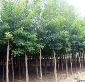 国槐种植的播种育苗技术