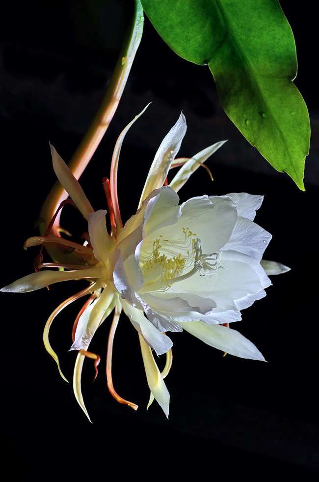 昙花的花语 昙花的花语