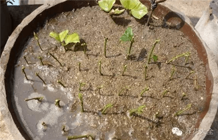 养护茉莉 养护茉莉