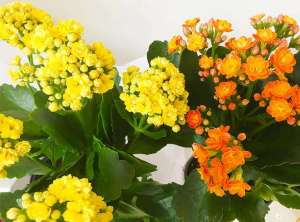 长寿花秋冬季怎么养护