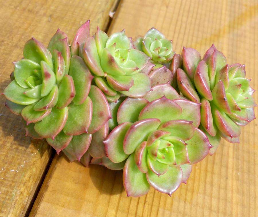 蜡牡丹Echeveria agavoides x Sedum