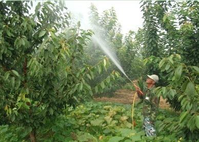 大棚种植樱桃夏季要注意哪些?