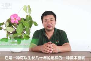 飘香藤可以活多少年