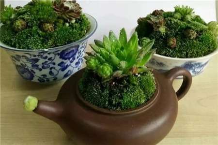 茶壶茶碗变花盆 茶壶茶碗变花盆
