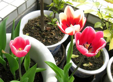郁金香的花语 郁金香的花语