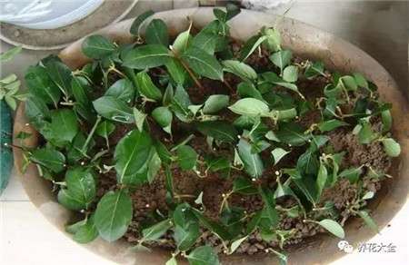 金银花2 金银花2