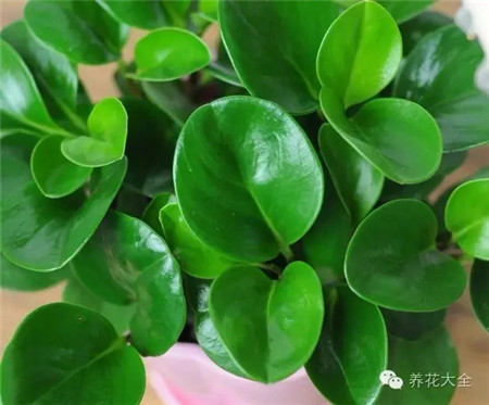 豆瓣绿 豆瓣绿