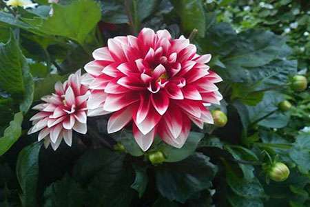 芍药 芍药