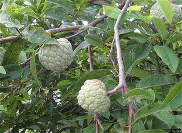 释迦种植的栽植管理
