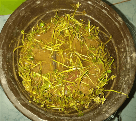 修剪铜钱草 修剪铜钱草