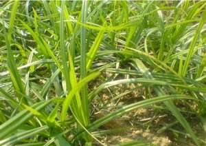 种植夏玉米咋防治杂草和病虫害？