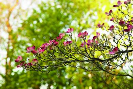 四照花 四照花
