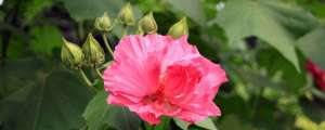 芙蓉花叶子蔫了怎么办