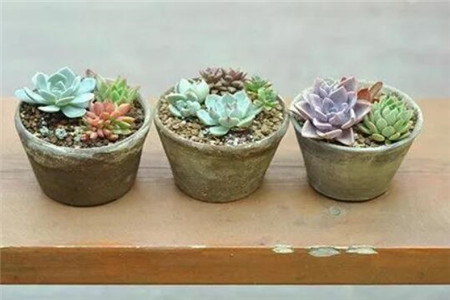 瓦盆养花 瓦盆养花