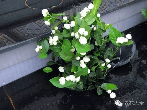 茉莉花 茉莉花