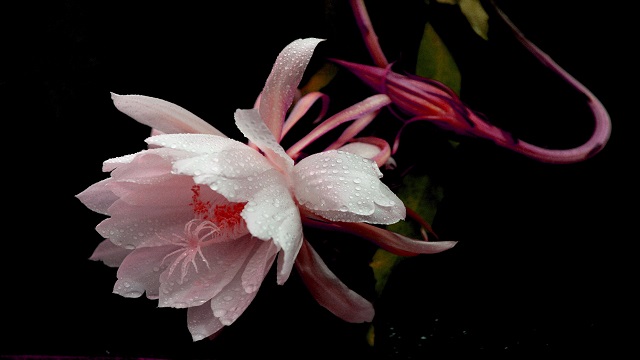 昙花怎么养才能长得快 昙花怎么养才能长得快