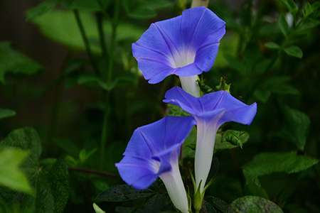 牵牛花 牵牛花
