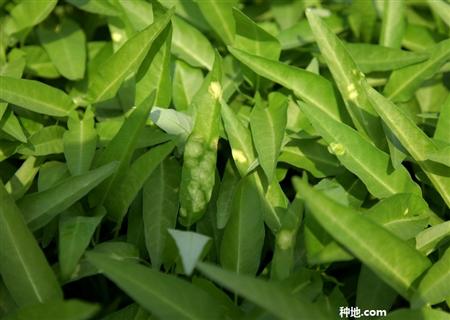怎么防治空心菜白锈病?