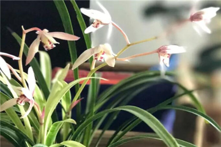 兰花 兰花