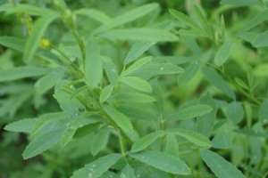 什么环境适合种黄芩