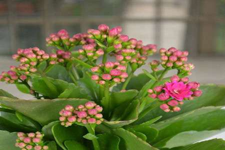 长寿花 长寿花