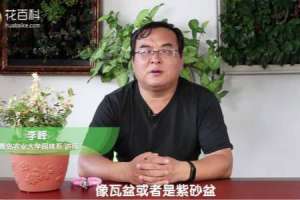 五彩络石养护方法