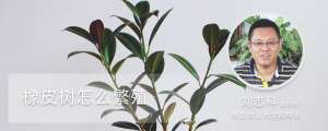 橡皮树怎么繁殖