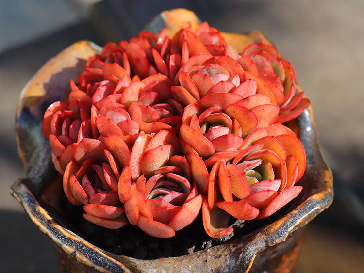 多肉秀妍 Echeveria Sunyan 多肉秀妍 Echeveria Sunyan