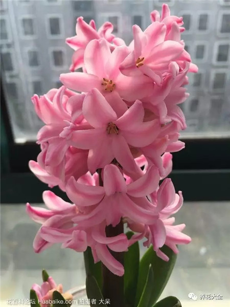 风信子 风信子