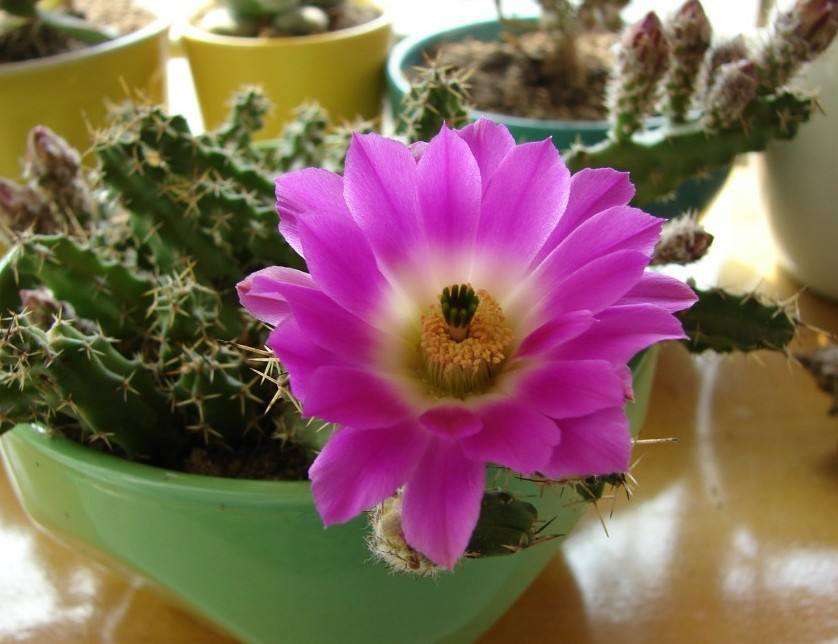 美花角 美花角