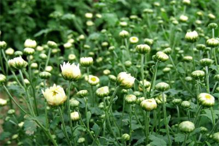 胎菊 胎菊