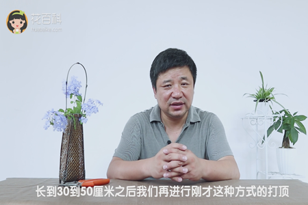 长到30-50厘米进行打顶 长到30-50厘米进行打顶