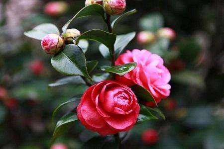 茶花 茶花